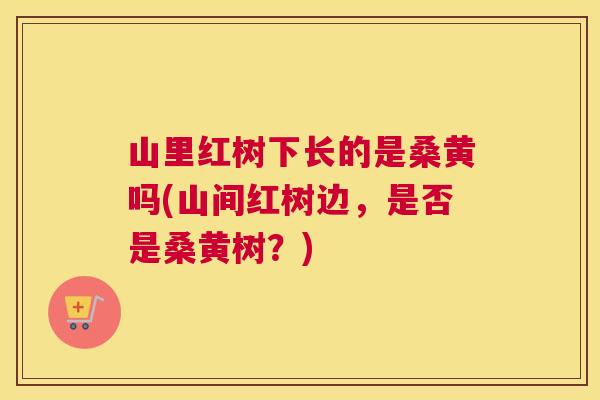 山里红树下长的是桑黄吗(山间红树边,是否是桑黄树?) 山里红树下长的是桑黄吗(山间红树边,是否是桑黄树?)