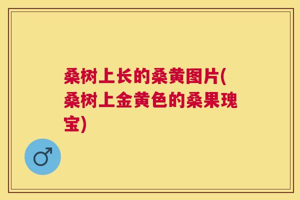 桑树上长的桑黄图片(桑树上金黄色的桑果瑰宝) 桑树上长的桑黄图片(桑树上金黄色的桑果瑰宝)
