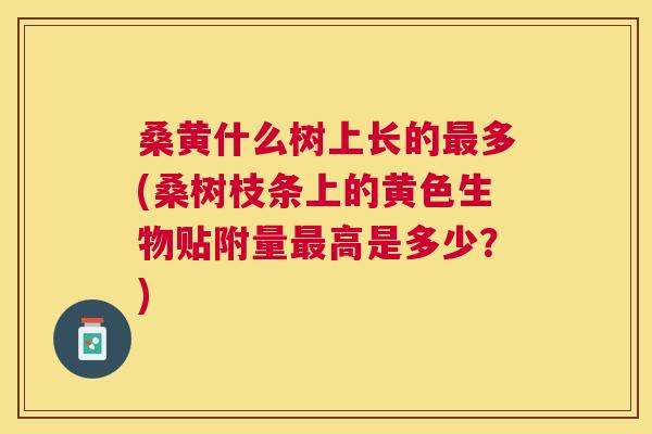 桑黄什么树上长的多(桑树枝条上的黄色生物贴附量高是多少?) 桑黄什么树上长的多(桑树枝条上的黄色生物贴附量高是多少?)