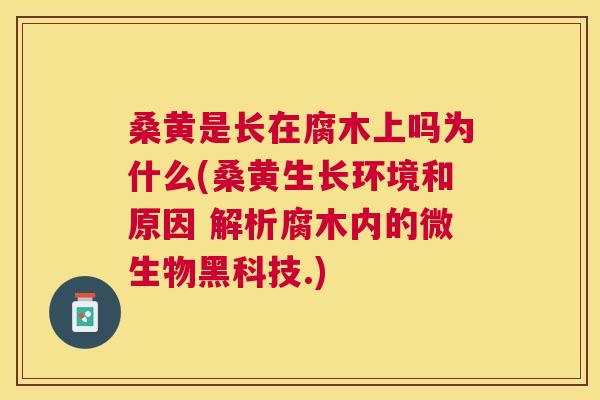 桑黄是长在腐木上吗为什么(桑黄生长环境和原因 解析腐木内的微生物黑科技.) 桑黄是长在腐木上吗为什么(桑黄生长环境和原因 解析腐木内的微生物黑科技.)