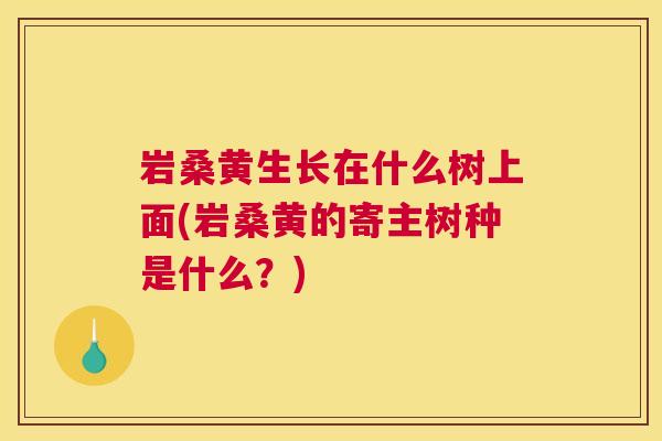 岩桑黄生长在什么树上面(岩桑黄的寄主树种是什么?) 岩桑黄生长在什么树上面(岩桑黄的寄主树种是什么?)