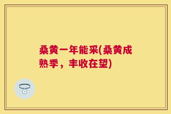 桑黄一年能采(桑黄成熟季,丰收在望) 桑黄一年能采(桑黄成熟季,丰收在望)