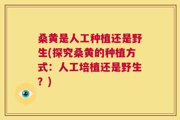 桑黄是人工种植还是野生(探究桑黄的种植方式:人工培植还是野生?) 桑黄是人工种植还是野生(探究桑黄的种植方式:人工培植还是野生?)