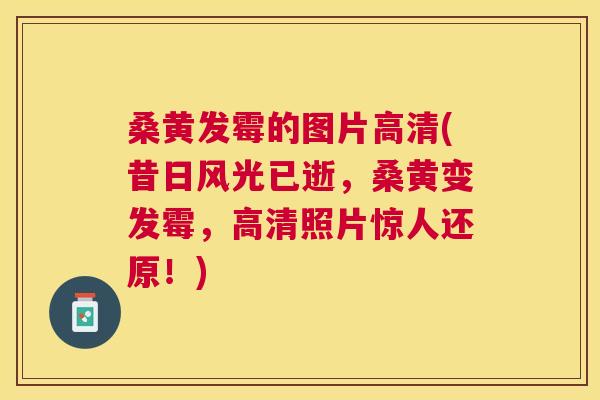 桑黄发霉的图片高清(昔日风光已逝,桑黄变发霉,高清照片惊人还原!) 桑黄发霉的图片高清(昔日风光已逝,桑黄变发霉,高清照片惊人还原!)