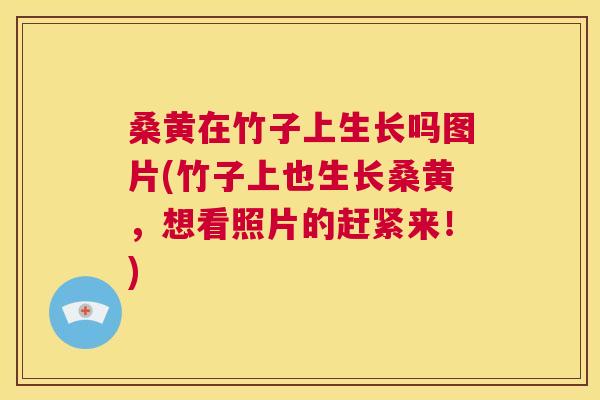 桑黄在竹子上生长吗图片(竹子上也生长桑黄,想看照片的赶紧来!) 桑黄在竹子上生长吗图片(竹子上也生长桑黄,想看照片的赶紧来!)