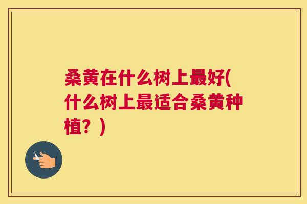 桑黄在什么树上好(什么树上适合桑黄种植?) 桑黄在什么树上好(什么树上适合桑黄种植?)