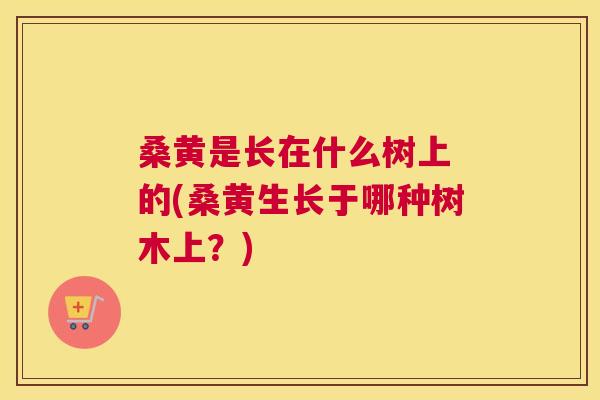 桑黄是长在什么树上 的(桑黄生长于哪种树木上?) 桑黄是长在什么树上 的(桑黄生长于哪种树木上?)