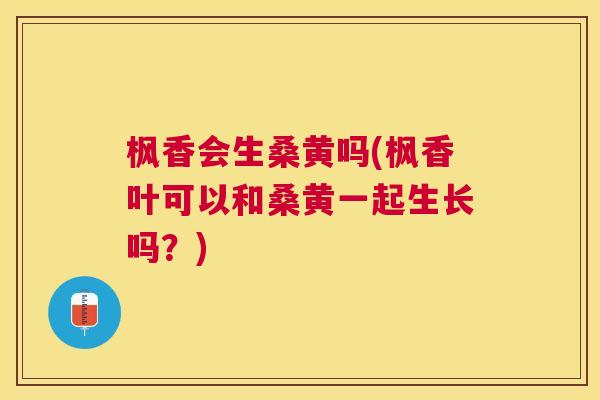 枫香会生桑黄吗(枫香叶可以和桑黄一起生长吗?) 枫香会生桑黄吗(枫香叶可以和桑黄一起生长吗?)