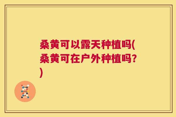 桑黄可以露天种植吗(桑黄可在户外种植吗？)