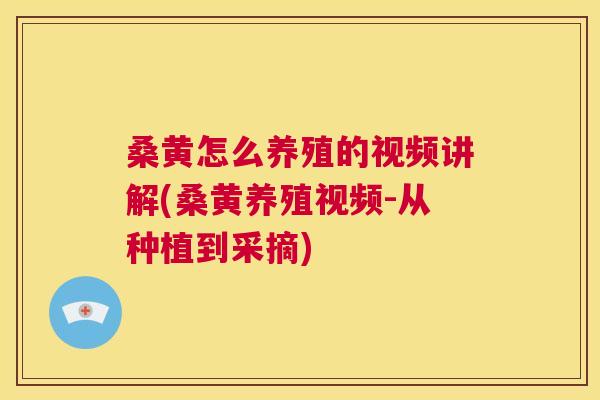 桑黄怎么养殖的视频讲解(桑黄养殖视频-从种植到采摘) 桑黄怎么养殖的视频讲解(桑黄养殖视频-从种植到采摘)