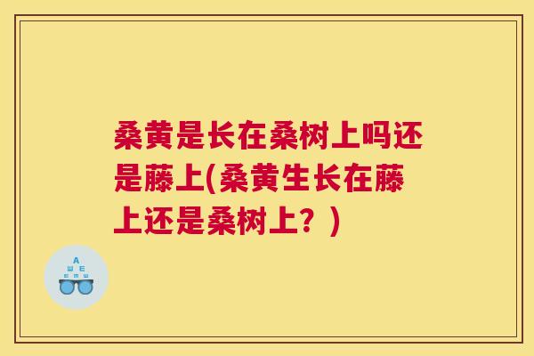 桑黄是长在桑树上吗还是藤上(桑黄生长在藤上还是桑树上?) 桑黄是长在桑树上吗还是藤上(桑黄生长在藤上还是桑树上?)