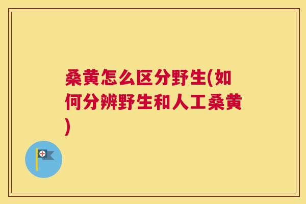 桑黄怎么区分野生(如何分辨野生和人工桑黄) 桑黄怎么区分野生(如何分辨野生和人工桑黄)