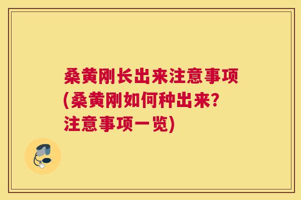 桑黄刚长出来注意事项(桑黄刚如何种出来？注意事项一览)