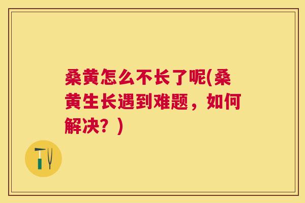 桑黄怎么不长了呢(桑黄生长遇到难题,如何解决?) 桑黄怎么不长了呢(桑黄生长遇到难题,如何解决?)