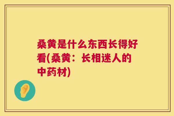 桑黄是什么东西长得好看(桑黄：长相迷人的材)