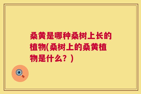 桑黄是哪种桑树上长的植物(桑树上的桑黄植物是什么?) 桑黄是哪种桑树上长的植物(桑树上的桑黄植物是什么?)