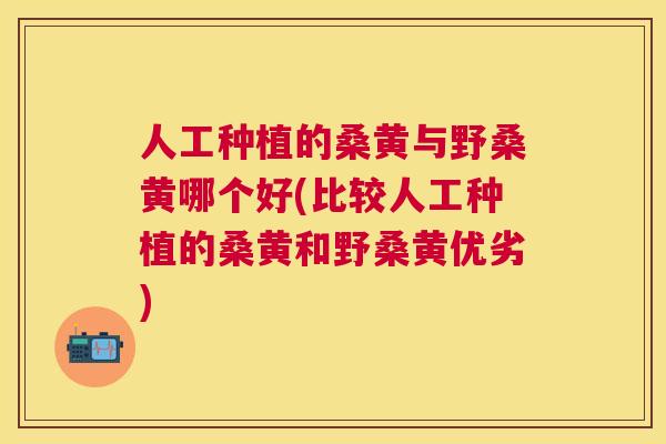 人工种植的桑黄与野桑黄哪个好(比较人工种植的桑黄和野桑黄优劣) 人工种植的桑黄与野桑黄哪个好(比较人工种植的桑黄和野桑黄优劣)