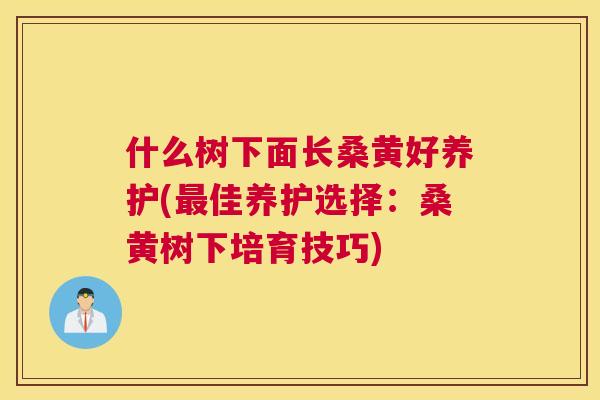 什么树下面长桑黄好养护(佳养护选择:桑黄树下培育技巧) 什么树下面长桑黄好养护(佳养护选择:桑黄树下培育技巧)