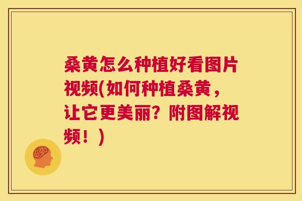 桑黄怎么种植好看图片视频(如何种植桑黄,让它更美丽?附图解视频!) 桑黄怎么种植好看图片视频(如何种植桑黄,让它更美丽?附图解视频!)