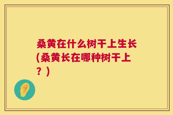 桑黄在什么树干上生长(桑黄长在哪种树干上?) 桑黄在什么树干上生长(桑黄长在哪种树干上?)