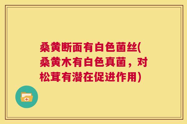 桑黄断面有白色菌丝(桑黄木有白色真菌,对松茸有潜在促进作用) 桑黄断面有白色菌丝(桑黄木有白色真菌,对松茸有潜在促进作用)