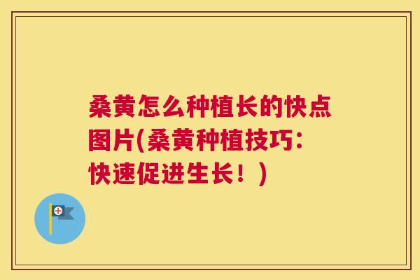 桑黄怎么种植长的快点图片(桑黄种植技巧:快速促进生长!) 桑黄怎么种植长的快点图片(桑黄种植技巧:快速促进生长!)