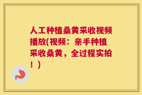 人工种植桑黄采收视频播放(视频:亲手种植采收桑黄,全过程实拍!) 人工种植桑黄采收视频播放(视频:亲手种植采收桑黄,全过程实拍!)