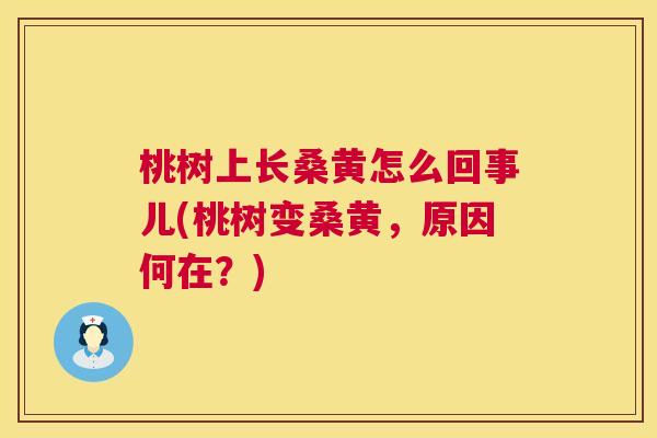 桃树上长桑黄怎么回事儿(桃树变桑黄,原因何在?) 桃树上长桑黄怎么回事儿(桃树变桑黄,原因何在?)