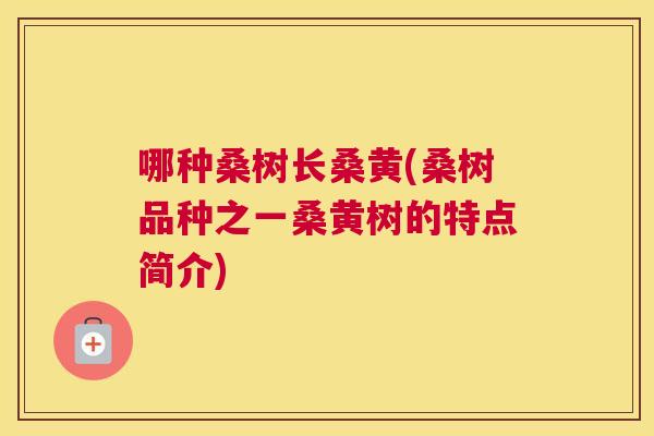 哪种桑树长桑黄(桑树品种之一桑黄树的特点简介) 哪种桑树长桑黄(桑树品种之一桑黄树的特点简介)