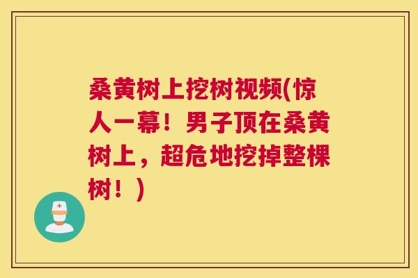 桑黄树上挖树视频(惊人一幕!男子顶在桑黄树上,超危地挖掉整棵树!) 桑黄树上挖树视频(惊人一幕!男子顶在桑黄树上,超危地挖掉整棵树!)