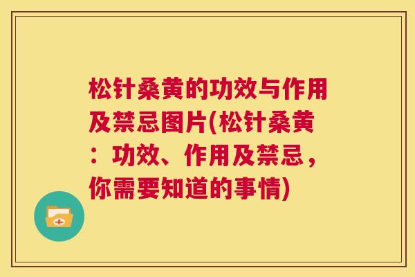松针桑黄的功效与作用及禁忌图片(松针桑黄:功效、作用及禁忌,你需要知道的事情) 松针桑黄的功效与作用及禁忌图片(松针桑黄:功效、作用及禁忌,你需要知道的事情)