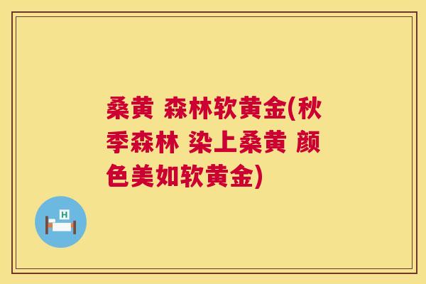 桑黄 森林软黄金(秋季森林 染上桑黄 颜色美如软黄金) 桑黄 森林软黄金(秋季森林 染上桑黄 颜色美如软黄金)