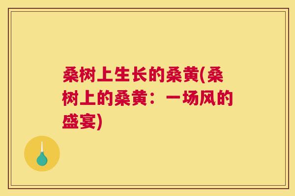 桑树上生长的桑黄(桑树上的桑黄:一场风的盛宴) 桑树上生长的桑黄(桑树上的桑黄:一场风的盛宴)