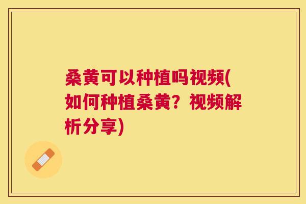 桑黄可以种植吗视频(如何种植桑黄?视频解析分享) 桑黄可以种植吗视频(如何种植桑黄?视频解析分享)