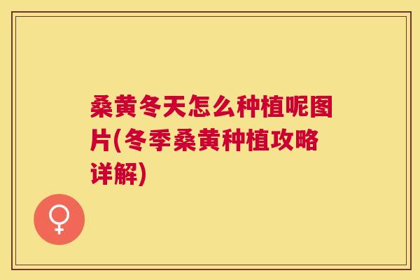桑黄冬天怎么种植呢图片(冬季桑黄种植攻略详解) 桑黄冬天怎么种植呢图片(冬季桑黄种植攻略详解)