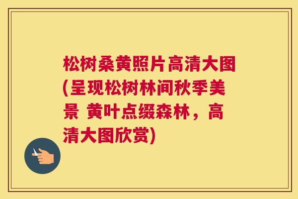 松树桑黄照片高清大图(呈现松树林间秋季美景 黄叶点缀森林,高清大图欣赏) 松树桑黄照片高清大图(呈现松树林间秋季美景 黄叶点缀森林,高清大图欣赏)