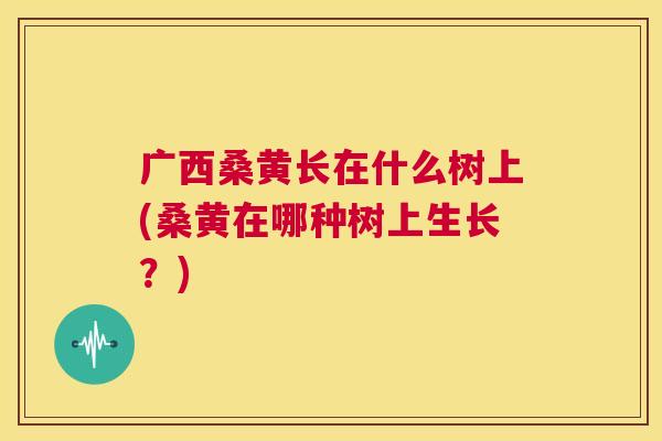 广西桑黄长在什么树上(桑黄在哪种树上生长?) 广西桑黄长在什么树上(桑黄在哪种树上生长?)