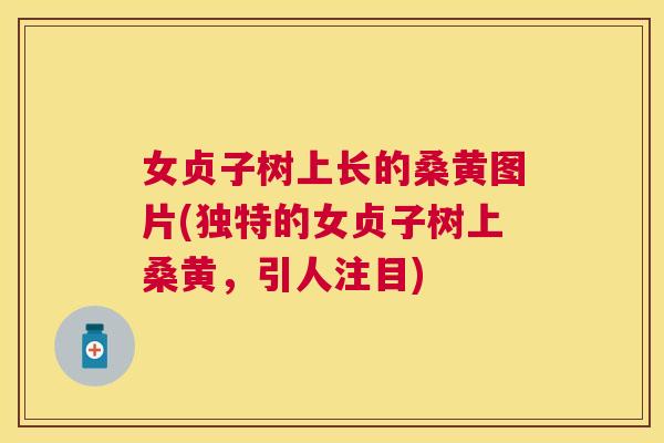女贞子树上长的桑黄图片(独特的女贞子树上桑黄,引人注目) 女贞子树上长的桑黄图片(独特的女贞子树上桑黄,引人注目)