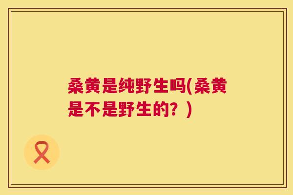 桑黄是纯野生吗(桑黄是不是野生的?) 桑黄是纯野生吗(桑黄是不是野生的?)