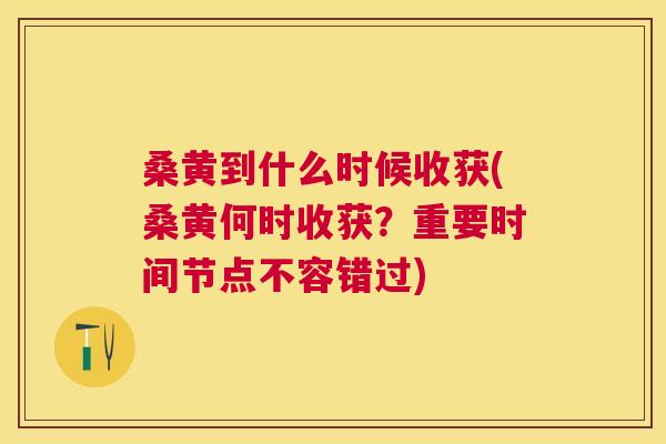 桑黄到什么时候收获(桑黄何时收获?重要时间节点不容错过) 桑黄到什么时候收获(桑黄何时收获?重要时间节点不容错过)