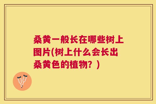 桑黄一般长在哪些树上图片(树上什么会长出桑黄色的植物?) 桑黄一般长在哪些树上图片(树上什么会长出桑黄色的植物?)