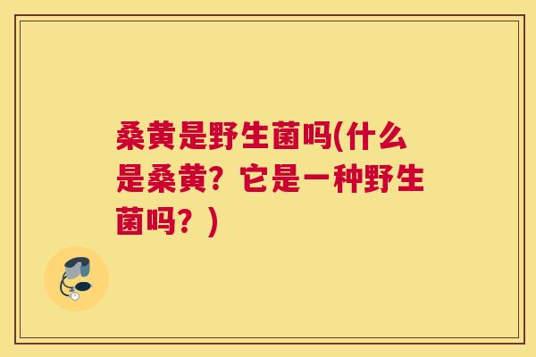 桑黄是野生菌吗(什么是桑黄?它是一种野生菌吗?) 桑黄是野生菌吗(什么是桑黄?它是一种野生菌吗?)