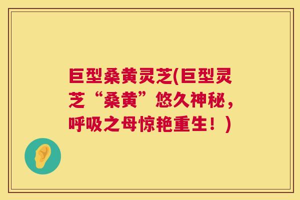巨型桑黄灵芝(巨型灵芝“桑黄”悠久神秘,之母惊艳重生!) 巨型桑黄灵芝(巨型灵芝“桑黄”悠久神秘,之母惊艳重生!)