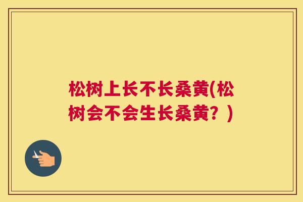 松树上长不长桑黄(松树会不会生长桑黄?) 松树上长不长桑黄(松树会不会生长桑黄?)