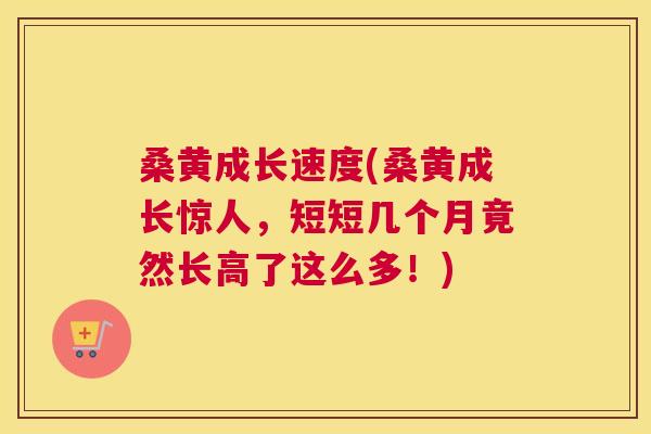 桑黄成长速度(桑黄成长惊人,短短几个月竟然长高了这么多!) 桑黄成长速度(桑黄成长惊人,短短几个月竟然长高了这么多!)