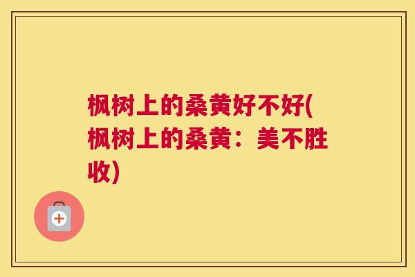 枫树上的桑黄好不好(枫树上的桑黄:美不胜收) 枫树上的桑黄好不好(枫树上的桑黄:美不胜收)