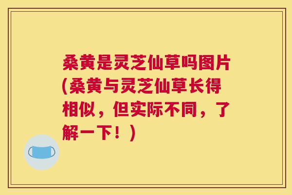 桑黄是灵芝仙草吗图片(桑黄与灵芝仙草长得相似,但实际不同,了解一下!) 桑黄是灵芝仙草吗图片(桑黄与灵芝仙草长得相似,但实际不同,了解一下!)