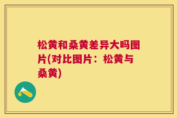松黄和桑黄差异大吗图片(对比图片:松黄与桑黄) 松黄和桑黄差异大吗图片(对比图片:松黄与桑黄)