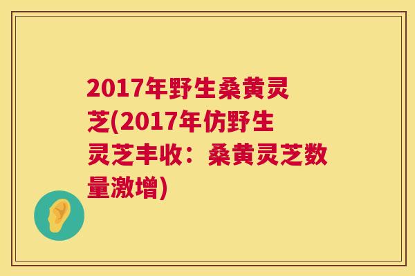 2017年野生桑黄灵芝(2017年仿野生灵芝丰收:桑黄灵芝数量激增) 2017年野生桑黄灵芝(2017年仿野生灵芝丰收:桑黄灵芝数量激增)