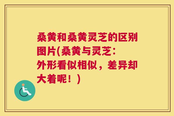 桑黄和桑黄灵芝的区别图片(桑黄与灵芝: 外形看似相似,差异却大着呢!) 桑黄和桑黄灵芝的区别图片(桑黄与灵芝: 外形看似相似,差异却大着呢!)